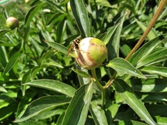 Polistes bucharensis