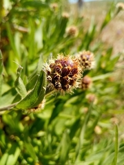 Cheirolophus sempervirens
