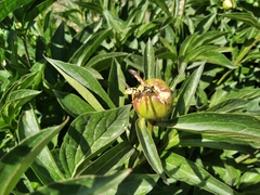 Polistes bucharensis