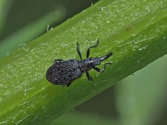 Stenopterapion meliloti
