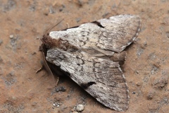 Lophocosma sarantuja