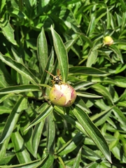 Polistes bucharensis