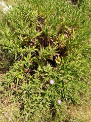 Cheirolophus sempervirens