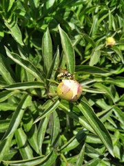 Polistes bucharensis