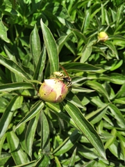 Polistes bucharensis