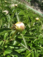 Polistes bucharensis