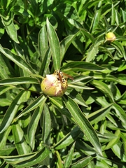 Polistes bucharensis