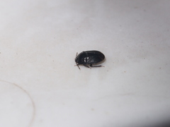 Macroscytus