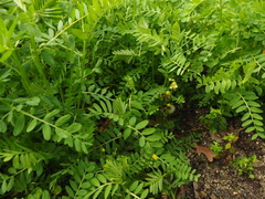 Vicia ervilia