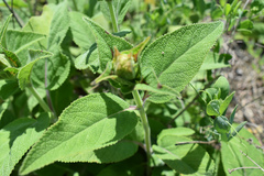 Salvia tomentosa