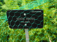 Vicia ervilia