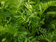 Vicia ervilia