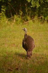 Meleagris gallopavo osceola