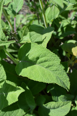 Salvia tomentosa