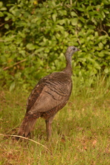 Meleagris gallopavo osceola