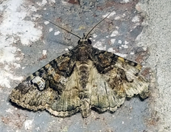 Ophiusini