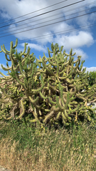Austrocylindropuntia subulata