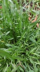 Scorzoneroides autumnalis