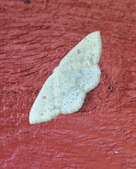 Cyclophora albipunctata