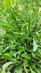 Scorzoneroides autumnalis