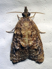 Platynota idaeusalis