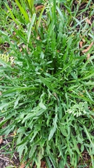 Scorzoneroides autumnalis