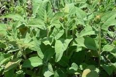 Salvia tomentosa