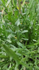 Scorzoneroides autumnalis