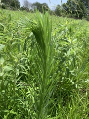 Liatris pycnostachya