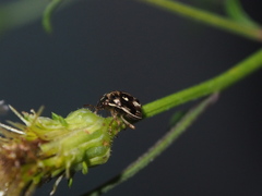 Eysarcoris guttigerus