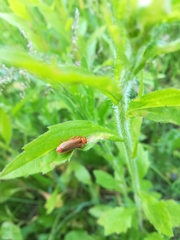 Cantharis livida
