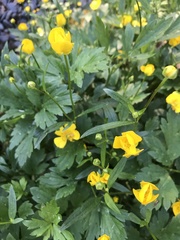 Ranunculus repens