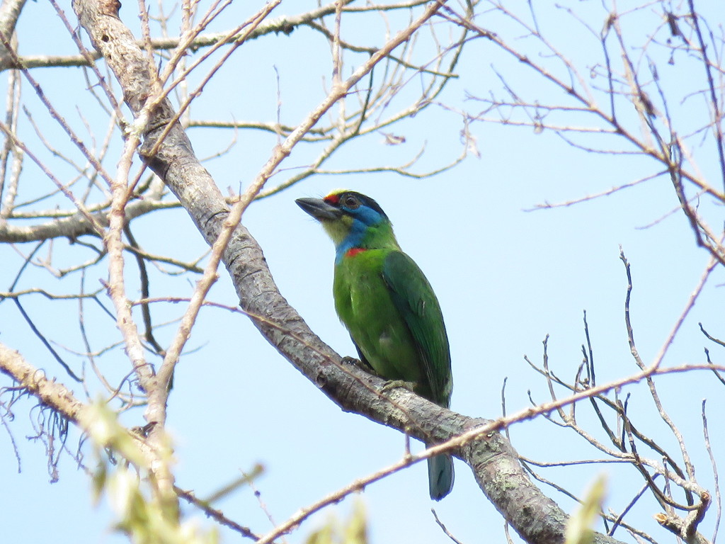 Indochinese Barbet