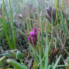 Castilleja ambigua humboldtiensis