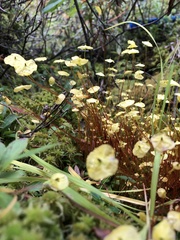 Splachnum luteum