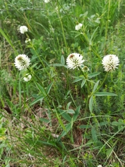Trifolium repens