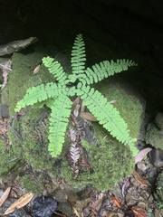 Adiantum aleuticum aleuticum