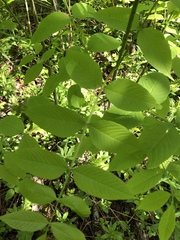 Fraxinus nigra image