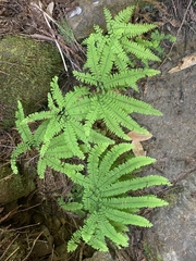 Adiantum aleuticum aleuticum