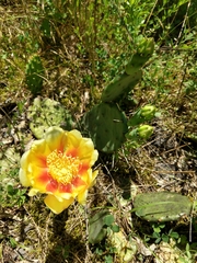 Opuntia cespitosa