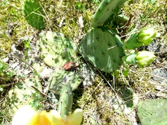 Opuntia cespitosa