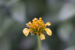 Lipochaeta integrifolia