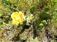 Opuntia cespitosa