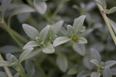 Lipochaeta integrifolia