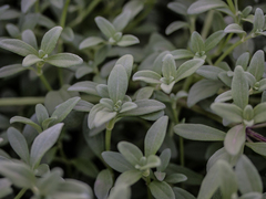 Lipochaeta integrifolia