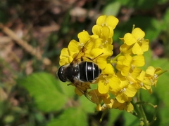 Eristalis obscura