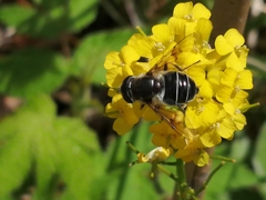 Eristalis obscura