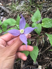 Clematis occidentalis