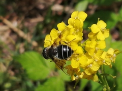 Eristalis obscura