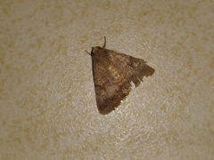 Pandesma